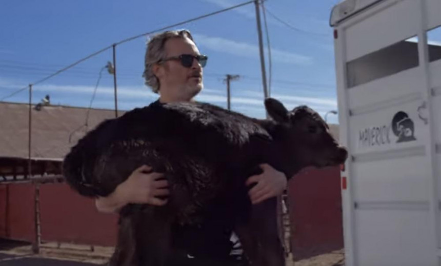 Славни Џокер спасао краву и теле из кланице у Калифорнији!