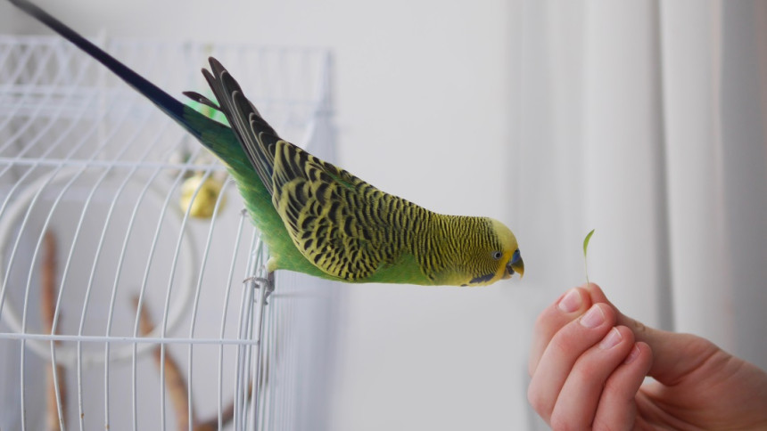 Papagaj uspešno poleteo posle nadogradnje novog para krila!