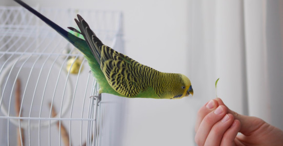 Papagaj uspešno poleteo posle nadogradnje novog para krila!