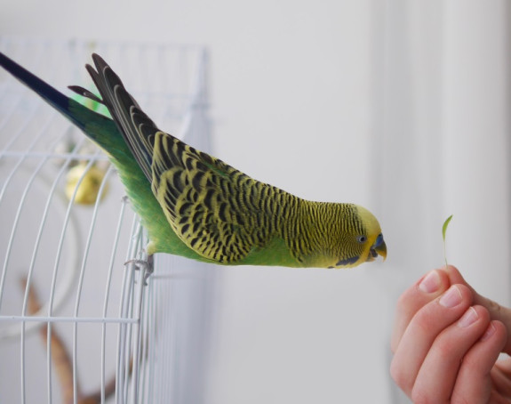 Papagaj uspešno poleteo posle nadogradnje novog para krila!