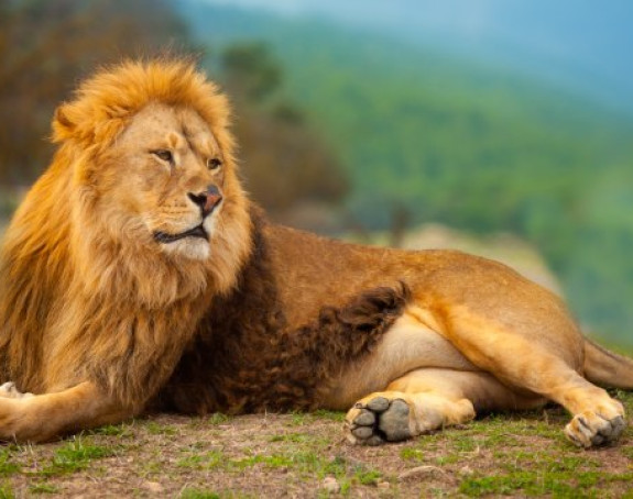 Neobično: Pokušao da prošvercuje lava iz Albanije
