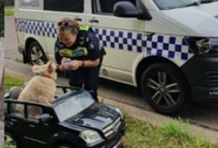 Pas vozio Mercedes, policija ga zaustavila! (FOTO)