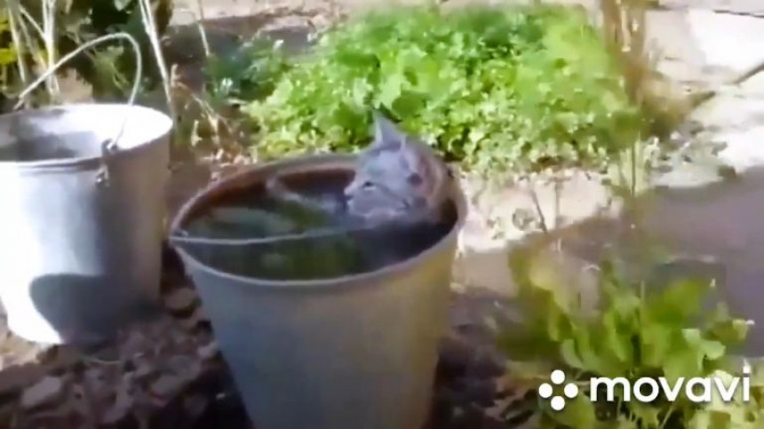 Mačak uživa u kupanju kao da je u đakuziju! (VIDEO)