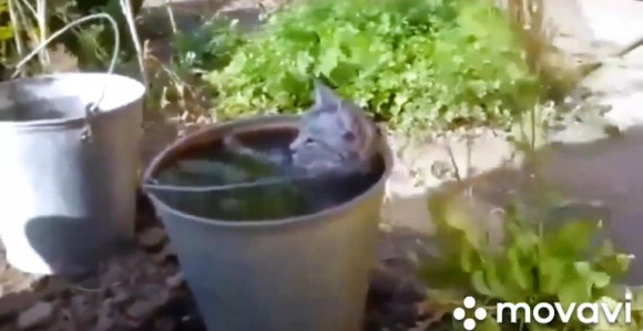 Mačak uživa u kupanju kao da je u đakuziju! (VIDEO)