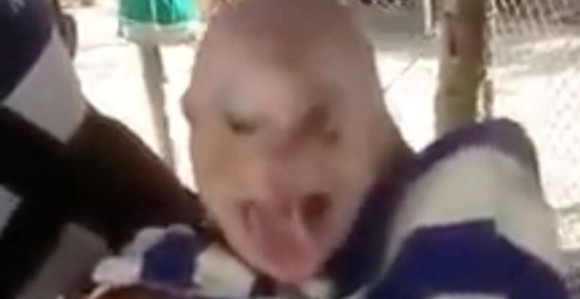 Bizarno: Prase sa ljudskim licem, očima i kosom! (VIDEO)