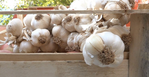 Navala na bijeli luk, kilogram košta 12 maraka