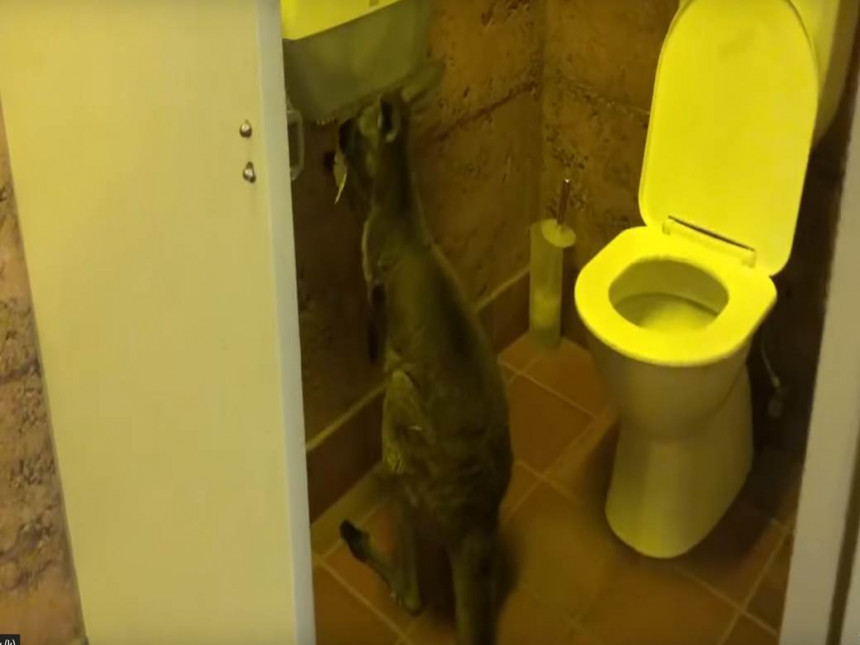 Mislili su da imaju dovoljno toalet papira ali on im je pokvario planove! (VIDEO)