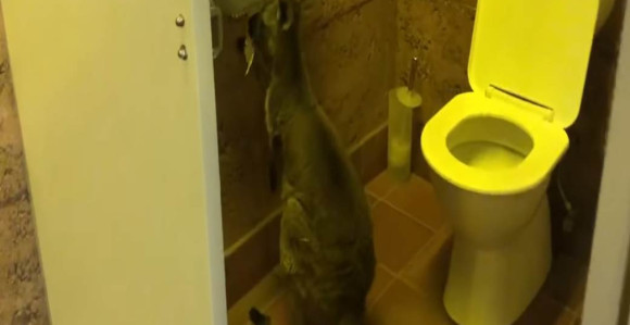 Mislili su da imaju dovoljno toalet papira ali on im je pokvario planove! (VIDEO)