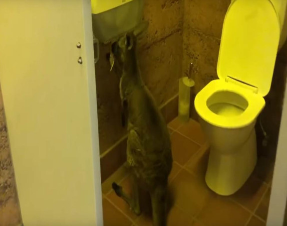 Mislili su da imaju dovoljno toalet papira ali on im je pokvario planove! (VIDEO)