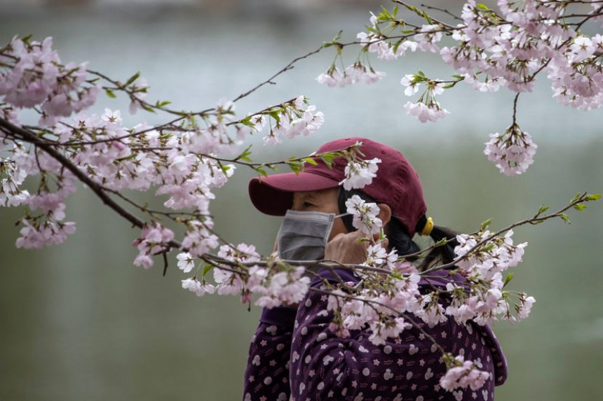 Процветала трешња у Вухану буди нову наду! (ФОТО)
