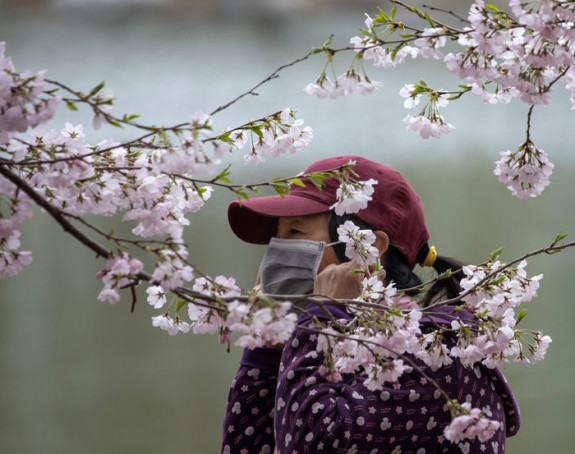 Procvetala trešnja u Vuhanu budi novu nadu! (FOTO)