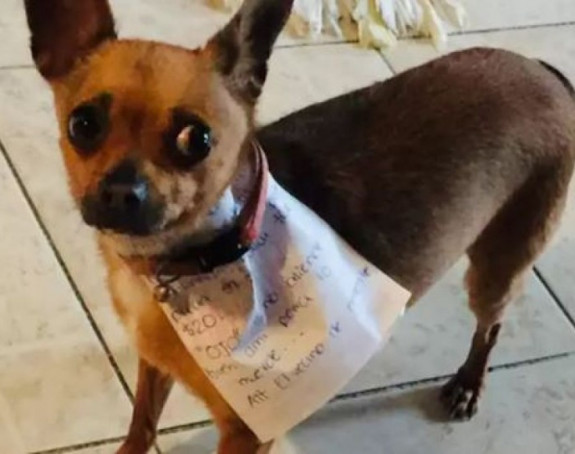 Meksikanac u izolaciji  poslao psa u prodavnicu po grickalice, pa postao hit!