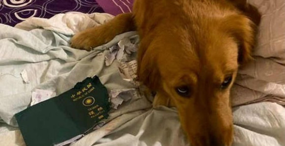 Pas sprečio gazdaricu da ode u Vuhan!