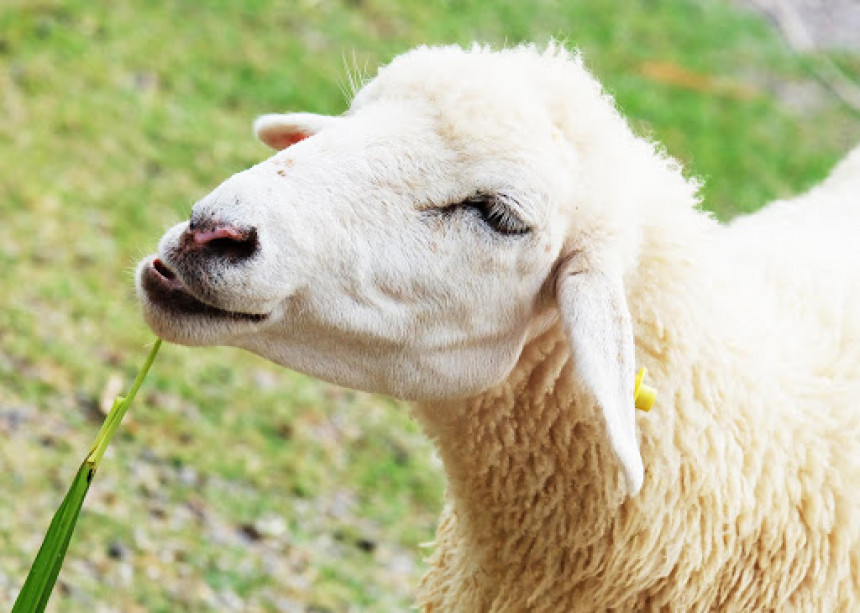 У Дервенти украли овцу за вријеме полицијског часа