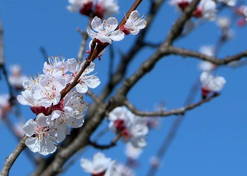 Danas sunčano i toplo, temperatura do 18 stepeni