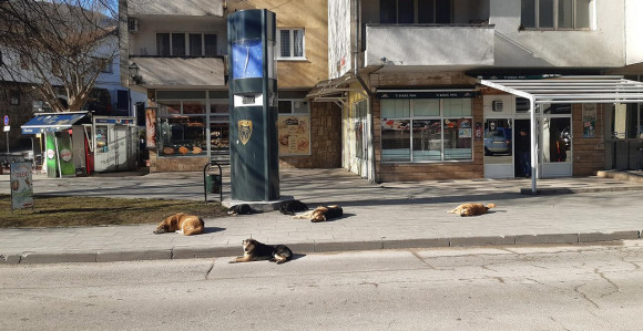 U Jajcu uhapšeno lice zbog trovanja na desetine pasa