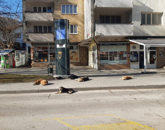 U Jajcu uhapšeno lice zbog trovanja na desetine pasa