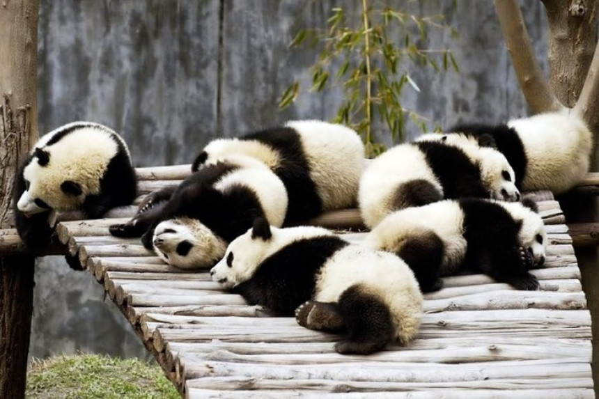 Pande: stvorenja koja osvajaju sve oko sebe