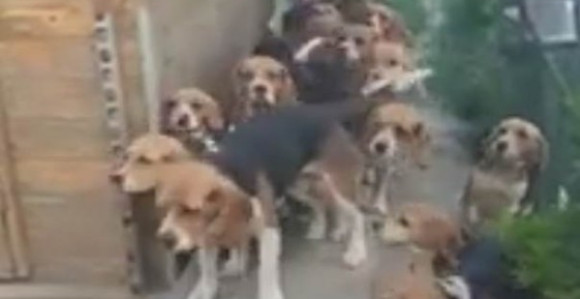 On ih hrani i proziva a oni dolaze jedan po jedan! (VIDEO)