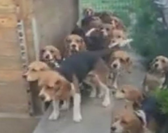 On ih hrani i proziva a oni dolaze jedan po jedan! (VIDEO)