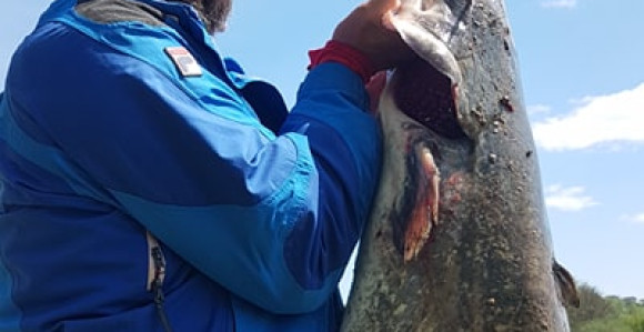 U Vrbasu ulovio soma kapitalca od 20 kilograma