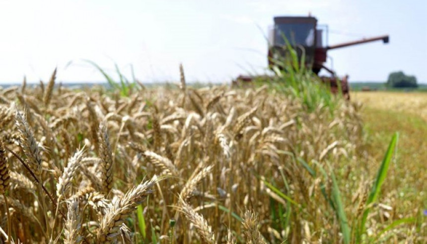 Nestašica pšenice na tržištima, žitarica postaje “žuta nafta”