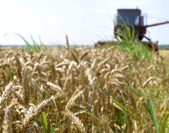 Несташица пшенице на тржиштима, житарица постаје “жута нафта”