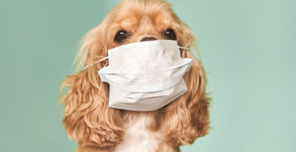 Virus korona i kućni ljubimci