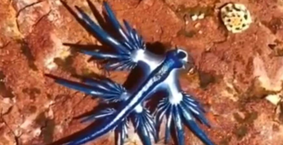 Pojavili se plavi zmajevi, sićušni ali opasni po ljude! (VIDEO)