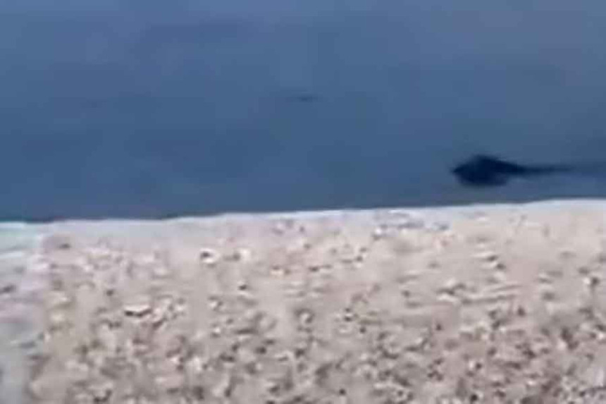 Divlja svinja iznenadila kupače na plaži (VIDEO)