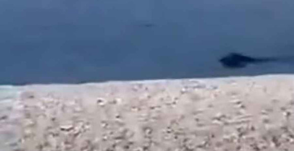 Divlja svinja iznenadila kupače na plaži (VIDEO)