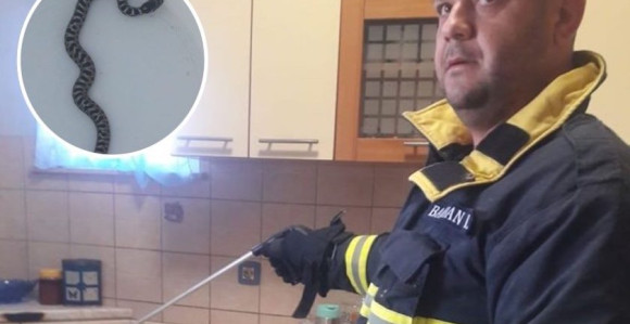 Pronašli zmiju u frižideru! (FOTO)