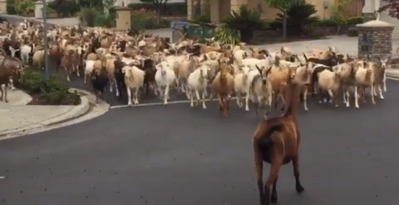 One ne poštuju fizičku distancu: Stampedo koza u Kaliforniji!