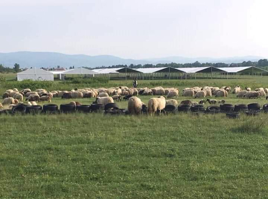 Stado ovaca u ispaši kod mobilne bolnice u Zalužanima