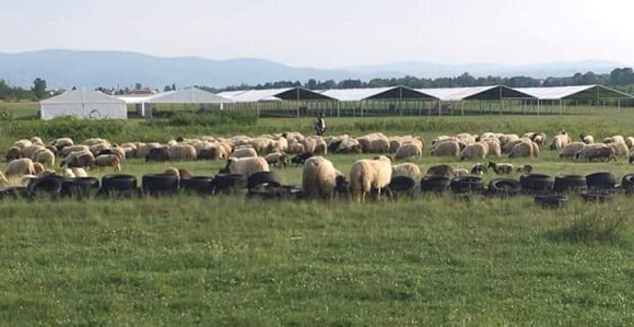 Stado ovaca u ispaši kod mobilne bolnice u Zalužanima