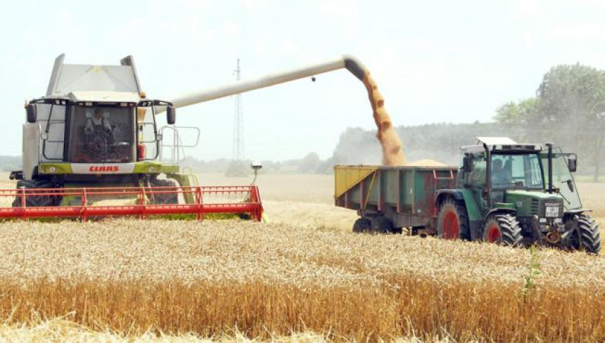Kriza na pragu: Pšenica je "žuta nafta"