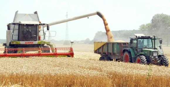 Kriza na pragu: Pšenica je "žuta nafta"