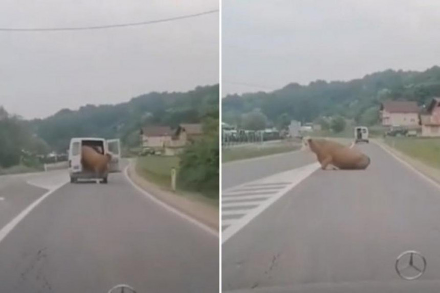 ХИТ ВИДЕО: Ово се буквално зове "крава на путу"!