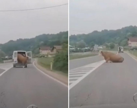 ХИТ ВИДЕО: Ово се буквално зове "крава на путу"!