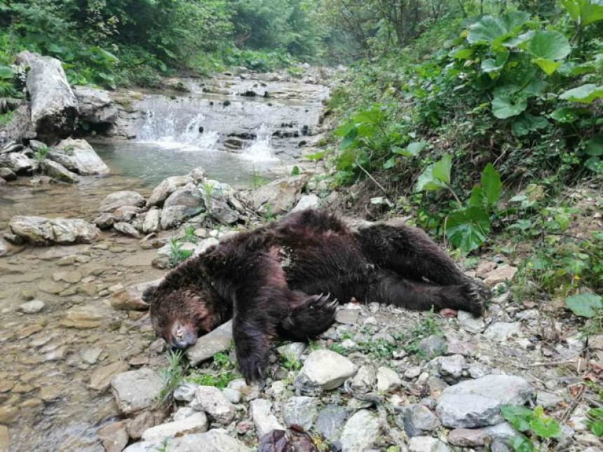Leš medvjeda pronađen u rijeci kod Kotor Varoša