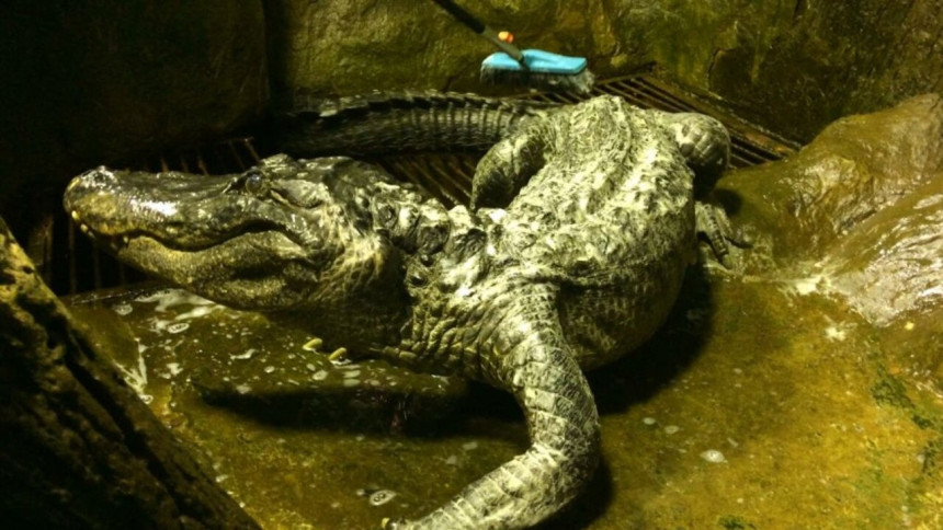 U Moskvi uginuo aligator Saturn, Hitlerov ljubimac