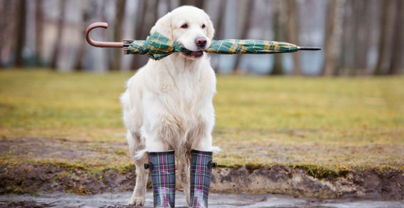 Jutro kišovito, tokom dana razvedravanje