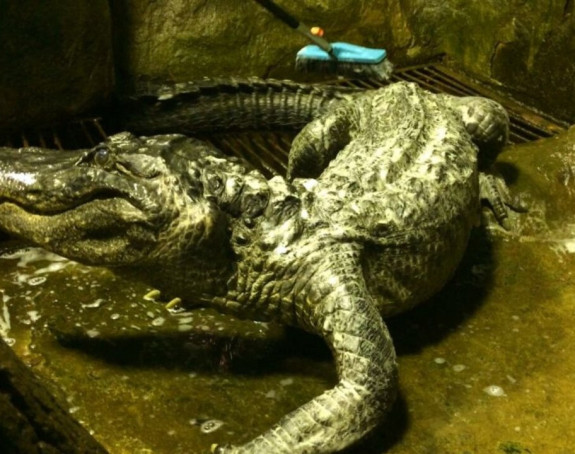 U Moskvi uginuo aligator Saturn, Hitlerov ljubimac