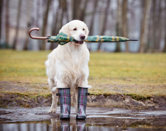 Jutro kišovito, tokom dana razvedravanje