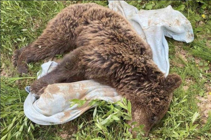 Угинула медвједица пронађена у каменолому