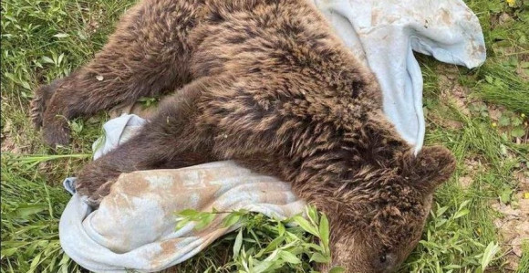 Uginula medvjedica pronađena u kamenolomu