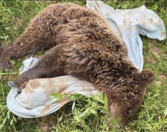 Uginula medvjedica pronađena u kamenolomu