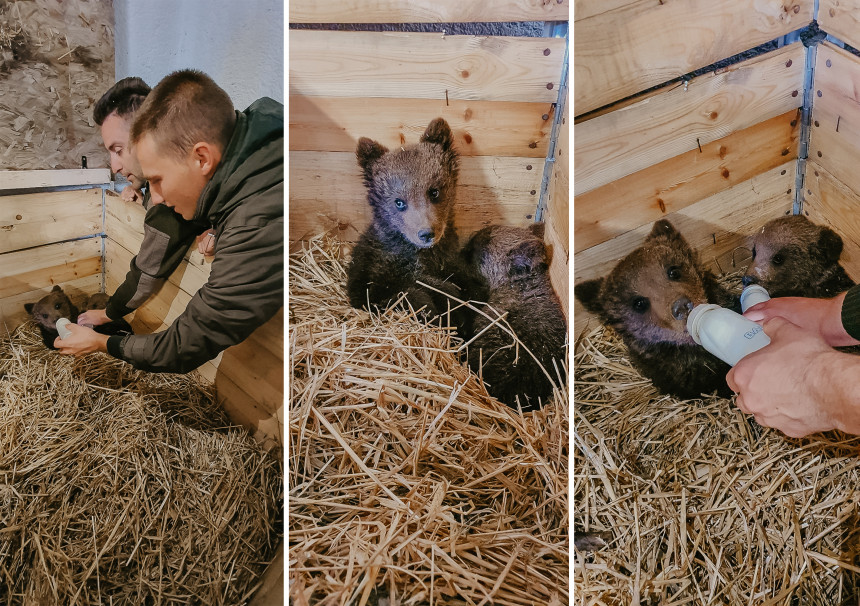 Медвједићи из Крешева стигли у нови дом, Бингов зоолошки врт у Тузли