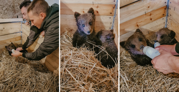 Medvjedići iz Kreševa stigli u novi dom, Bingov zoološki vrt u Tuzli