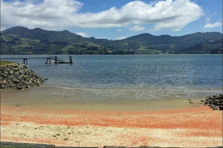Plaže obojene u crveno zbog uginuća miliona jastoga